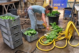 CLEANING;CULTURE;FARMING;GARDENING;LEGUME;MARAICHER;NETTOYAGE;VEGETABLE;BETTE;BEET