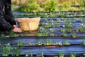 CROCUS;CULTURE;FARMING;PRODUCER;PRODUCTEUR;SAFFRON;SAFRAN;CUEILETTE;PICKING