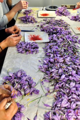 CROCUS;PRODUCER;PRODUCTEUR;SAFFRON;SAFRAN;PISTIL