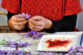 CROCUS;PRODUCER;PRODUCTEUR;SAFFRON;SAFRAN;PISTIL