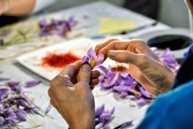 CROCUS;PRODUCER;PRODUCTEUR;SAFFRON;SAFRAN;PISTIL