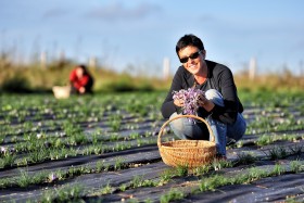 CROCUS;CULTURE;FARMING;PRODUCER;PRODUCTEUR;SAFFRON;SAFRAN;CUEILETTE;PICKING