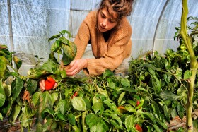 CUEILETTE;GREENHOUSE;LEGUME;PEPPER;PICKING;PRODUCER;PRODUCTEUR;SERRE;VEGETABLE;POIVRON