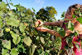 CUEILETTE;GREENHOUSE;LEGUME;PICKING;PRODUCER;PRODUCTEUR;SERRE;VEGETABLE;PHYSALIS;AMOUR EN CAGE;CAPE GOOSEBERRY