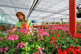 HORTICULURE;NURSERY;PEPINIERE;PLANTE;VEGETABLE;FLEUR;FLOWER