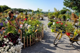 HORTICULURE;NURSERY;PEPINIERE;PLANTE;VEGETABLE;FLEUR;FLOWER