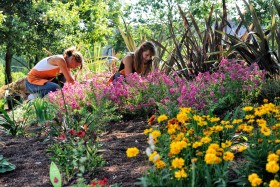 FLEUR;FLOWER;HORTICULURE;NURSERY;PEPINIERE;PLANTE;VEGETABLE;JARDINER;GARDEN