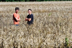 AGRICULTEUR;FARMER;CHAMP;FIELD;BLE;CORN