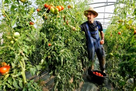 GREENHOUSE;LEGUME;PAYSAN;PEASANT;PRODUCER;PRODUCTEUR;SERRE;VEGETABLE;TOMATE;TOMATO