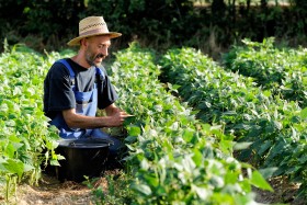 CHAMP;FIELD;GREEN BEAN;HARICOT VERT;LEGUME;PAYSAN;PEASANT;PRODUCER;PRODUCTEUR;VEGETABLE