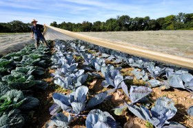 CHAMP;FIELD;LEGUME;PAYSAN;PEASANT;PRODUCER;PRODUCTEUR;VEGETABLE;CHOU;CABBAGE;VOILE;SHEET