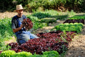 CHAMP;FIELD;LEGUME;PAYSAN;PEASANT;PRODUCER;PRODUCTEUR;VEGETABLE;SALADE;LAITUE;LETTUCE