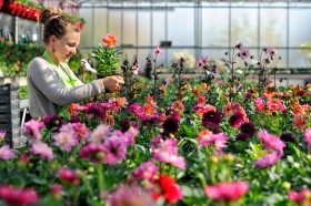 HORTICULURE;NURSERY;PEPINIERE;PLANTE;VEGETABLE;FLEUR;FLOWER