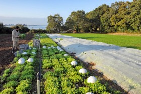 CULTURE;FARMING;GARDENING;LAITUE;LEGUME;LETTUCE;MARAICHER;SALAD;SALADE;VEGETABLE;CUEILETTE;PICKING