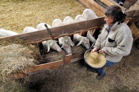 BREBIS;LAIT;MILK;SHEEP;AUGE;TROUGH;NOURRIR;FEED