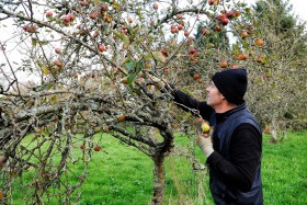 APPLE;ORCHARD;POMME;PRODUCER;PRODUCTEUR;VERGER;CUEILLETTE;PICKING