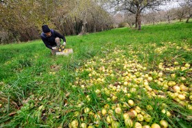 APPLE;ORCHARD;POMME;PRODUCER;PRODUCTEUR;VERGER;CUEILLETTE;PICKING