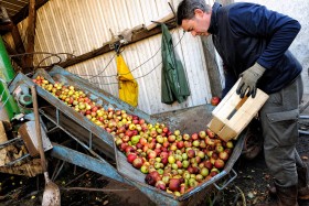 APPLE;ORCHARD;POMME;PRODUCER;PRODUCTEUR;VERGER;PRESSOIR;PRESS;EXTRACTION;JUS;JUICE