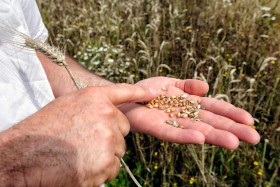 BAKER;BOULANGER;FARMER;PAYSAN;PEASANT;BLE;CORN;WHEAT