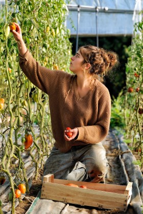 GREENHOUSE;LEGUME;PRODUCER;PRODUCTEUR;SERRE;TOMATE;TOMATO;VEGETABLE;CUEILETTE;PICKING