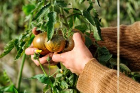 GREENHOUSE;LEGUME;PRODUCER;PRODUCTEUR;SERRE;TOMATE;TOMATO;VEGETABLE;CUEILETTE;PICKING