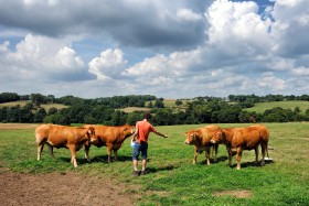 BREEDING;ELEVAGE;FARMING;BOEUF;BEEF