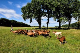 AGRICULTURE;BREEDING;CHAMP;CHEVRE;ELEVAGE;FIELD;HERD;MEADOW;PRAIRIE;TROUPEAU;GOAT