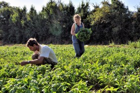 CUEILETTE;CULTURE;FARMING;GARDENING;LEGUME;MARAICHER;PICKING;VEGETABLE;BASILIC;BASIL