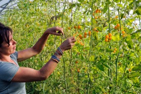 CUEILETTE;CULTURE;FARMING;GARDENING;LEGUME;MARAICHER;PICKING;VEGETABLE;TOMATE;TOMATO