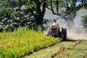 CULTURE;FARMING;GARDENING;LEGUME;MARAICHER;VEGETABLE;TRACTEUR;TRACTOR