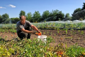 CUEILETTE;CULTURE;FARMING;GARDENING;LEGUME;MARAICHER;PICKING;VEGETABLE;TOMATE;TOMATO