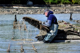 FRUIT DE MER;HUITRE;OSTREICULTURE;OYSTER;OYSTER FARMING;PRODUCER;PRODUCTEUR;SEAFOOD;PARC;PARK;TABLE;BED;POCHE