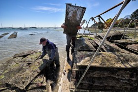 FRUIT DE MER;HUITRE;OSTREICULTURE;OYSTER;OYSTER FARMING;PRODUCER;PRODUCTEUR;SEAFOOD;PARC;PARK;TABLE;BED;POCHE