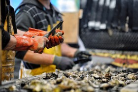 FRUIT DE MER;HUITRE;OSTREICULTURE;OYSTER;OYSTER FARMING;PRODUCER;PRODUCTEUR;SEAFOOD;TRIBORD;SORTING