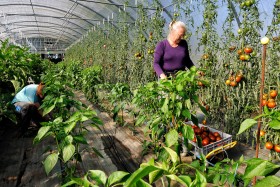 GREENHOUSE;LEGUME;MARAICHER;PRODUCER;PRODUCTEUR;SERRE;TOMATE;TOMATO;VEGETABLE;CUEILETTE;PICKING