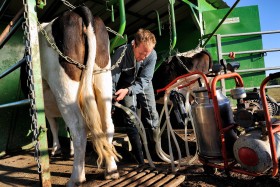 COW;LAIT;MILK;VACHE;TRAITE;MILKING