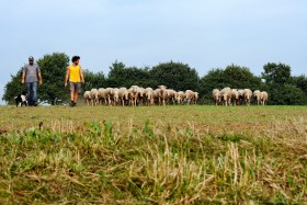 BREBIS;SHEEP;TROUPEAU;HERD;PRESQU'ILE DE RHUYS;MEADOW;PATURE;PASTURE