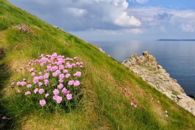 BAIE DE DOUARNENEZ;BORD DE MER;FLEUR;FLOWER;SEASCAPE;ARMERIE MARITIME