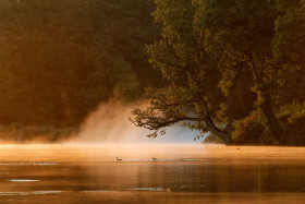 AUBE;AURORE;BRUME;EAU;ETANG;LEVER DE SOLEIL;MIST;POND;REFLECTION;REFLET;SUNRISE;TWILIGHT;WATER;OISEAU;BIRD