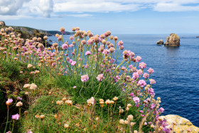 BORD DE MER;CLIFF;FALAISE;FLEUR;FLOWER;LANDSCAPE;NATURE;PAYSAGE;ROCHER;ROCK;SEASCAPE;SEASHORE;FINISTERE