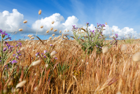 BORD DE MER;FLEUR;FLOWER;LANDSCAPE;NATURE;PAYSAGE;SEASCAPE;SEASHORE;FINISTERE