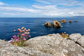 BORD DE MER;CLIFF;FALAISE;FLEUR;FLOWER;LANDSCAPE;NATURE;PAYSAGE;ROCHER;ROCK;SEASCAPE;SEASHORE;FINISTERE