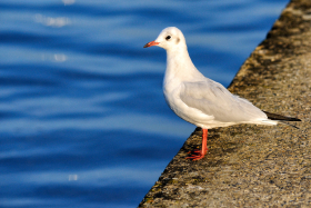 OISEAU;BIRD;ROCHE;ROCHER;ROCK;BORD DE MER;SEASHORE;GOELAND;BLACK-HEADED;BLACK;HEADED;MOUETTE;RIEUSE;GULL