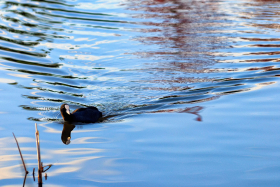 FOULQUE;MACROULE;EURASIAN;COOT;OISEAU;BIRD;SILLAGE;WAKE;REFLECTION;REFLET