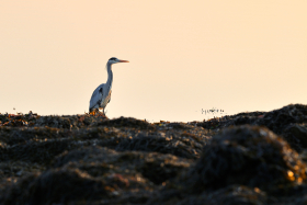 HERON;AUBE;TWILIGHT;SUNRISE;LEVER DE SOLEIL;OISEAU;BIRD;MORBIHAN