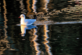 BIRD;EAU;MER;OISEAU;REFLECTION;REFLET;SEA;SILLAGE;WAKE;WATER;MOUETTE;SEAGULL;BLACKHEAD GULL;DARK