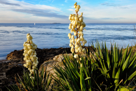 PAYSAGE;BORD DE MER;LANDSCAPE;SEASCAPE;PORT NAVALO;ARZON;RHUYS;MORBIHAN;GOLFE;GOLFE DU MORBIHAN;BRETAGNE;BRITTANY;FLEUR;FLOWER