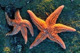 ETOILE;ETOILE DE MER;STARFISH;COUCHANT;DAWN