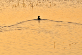OISEAU;BIRD;SILLAGE;WAKE;REFLET;REFLECTION;MER;SEA;EAU;WATER