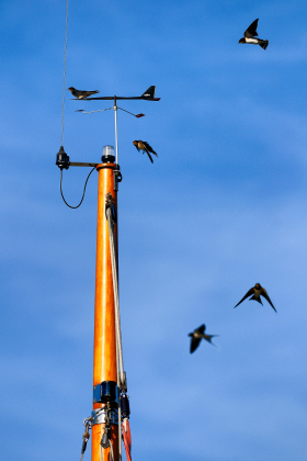 TETE;HEAD;MAT;MAST;GIROUETTE;WIND VANE;HIRONDELLE;SWALLOW